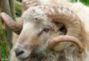 El muflón, una oveja salvaje que amenaza la biodiversidad del Teide